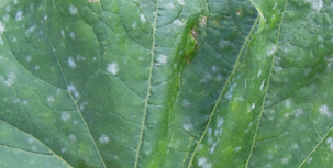 Oïdium du Concombre