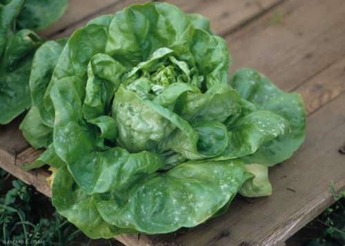 oidium