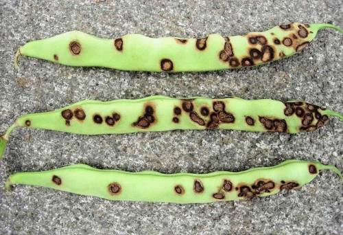 Haricot vert
