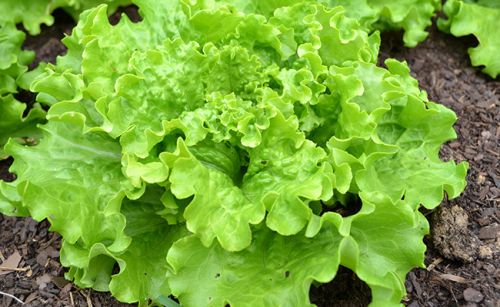 Laitue/Salade