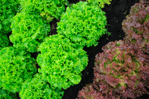 Laitue/Salade
