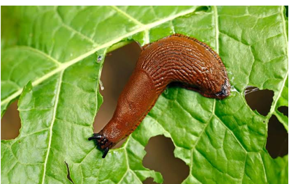 Limaces