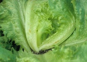 Thrips