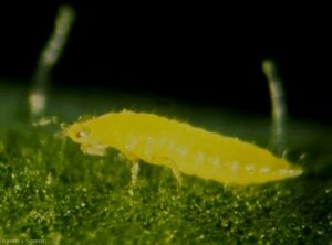 Thrips
