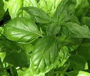 Basilic